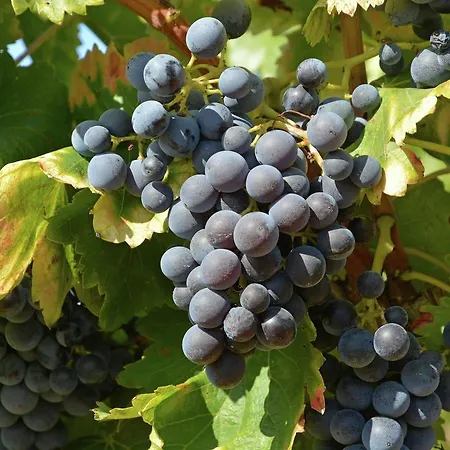 Vakantiehuis Maison Grenache